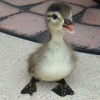  Quack!